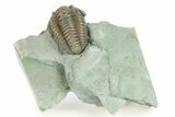 Flexicalymene Trilobite Fossil - Indiana #284156-1